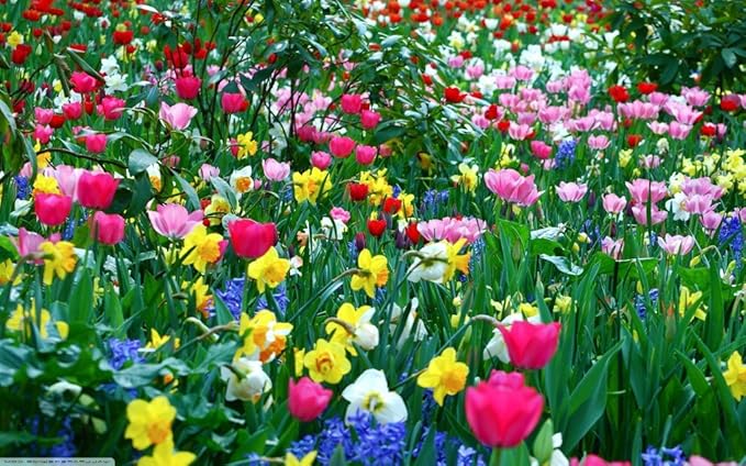 JULIA&rsquo;S GARDEN-200 MIXED SPRING BULBS-DAFFODIL-TRIUMPH TULIP-DWARF