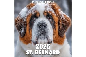 St. Bernard 2026 Calendar: Gentle giants with expressive, loving eyes