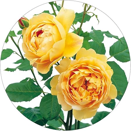 Amazon Com David Austin English Roses Golden Celebration