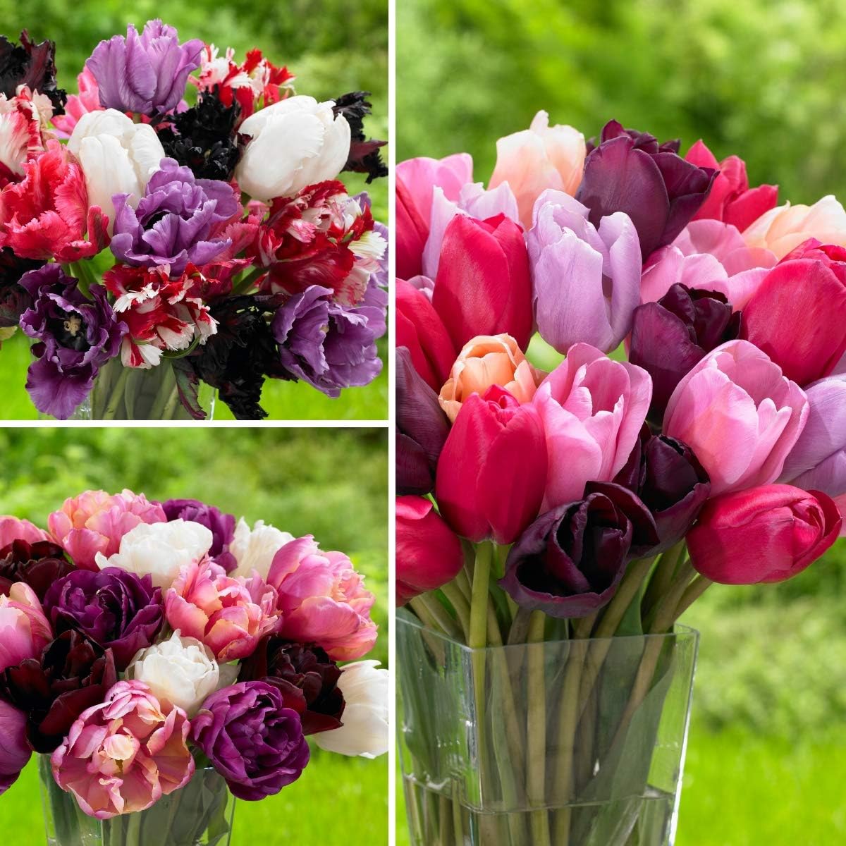 Pink & Purple Assorted Tulip Garden Collection | 100 Flower Bulbs | Plant in Fall - Blooms in Spring | from Longfield Gardens