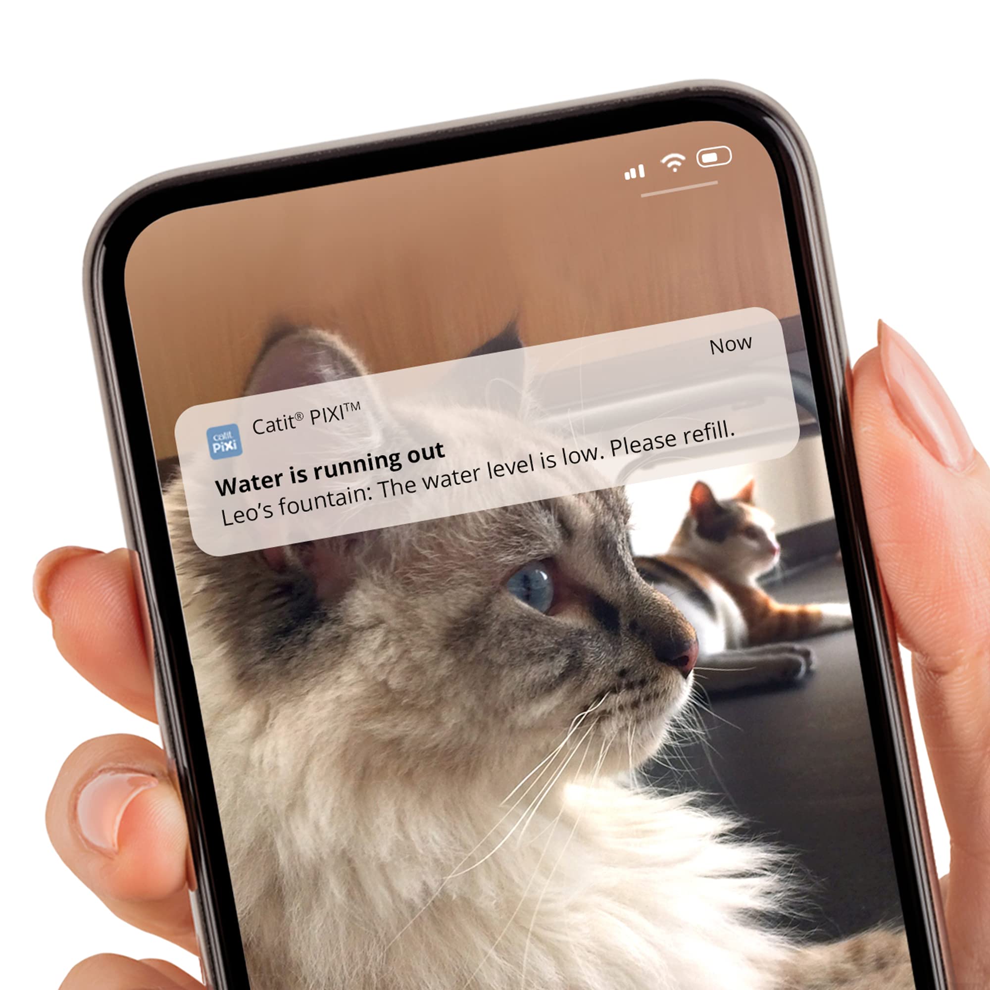 Catit Pixi Smart Trinkbrunnen für Katzen, Steuerung via App, 2L Wasserreservoir 4