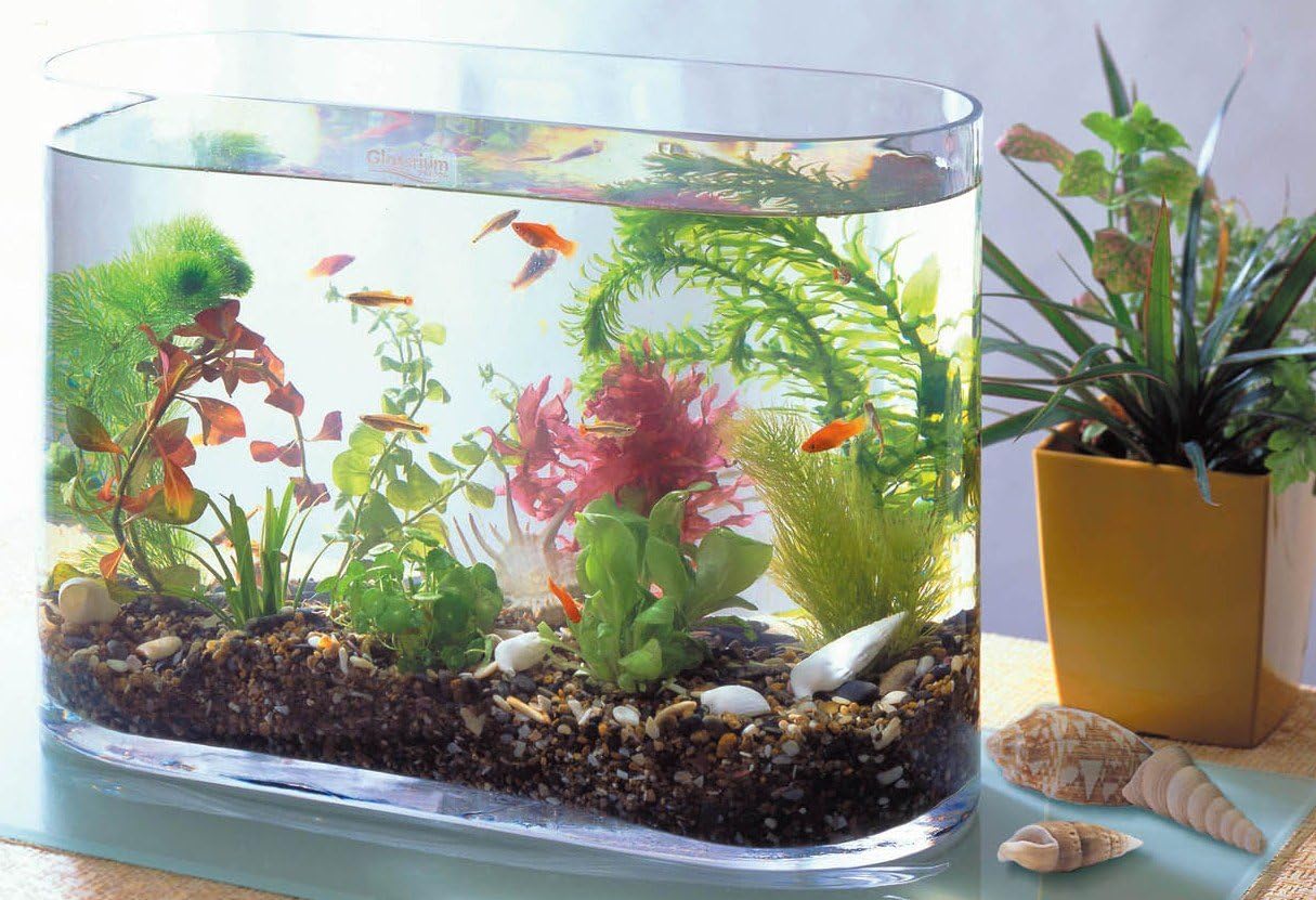 Amazon おしゃれな花器 花瓶に入った熱帯魚 ろ過器 エアポンプの無い水のインテリア水槽 音も臭いもないアクアリウム 新エーゲの風 インテリア オンライン通販