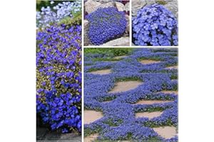 EKFRPAU Blue Creeping Thyme Seeds for Planting Perennial Landscaping Ground Cover Non-GMO Dwarf Serphyllum Thyme Easy to Plant and Grow 2000+