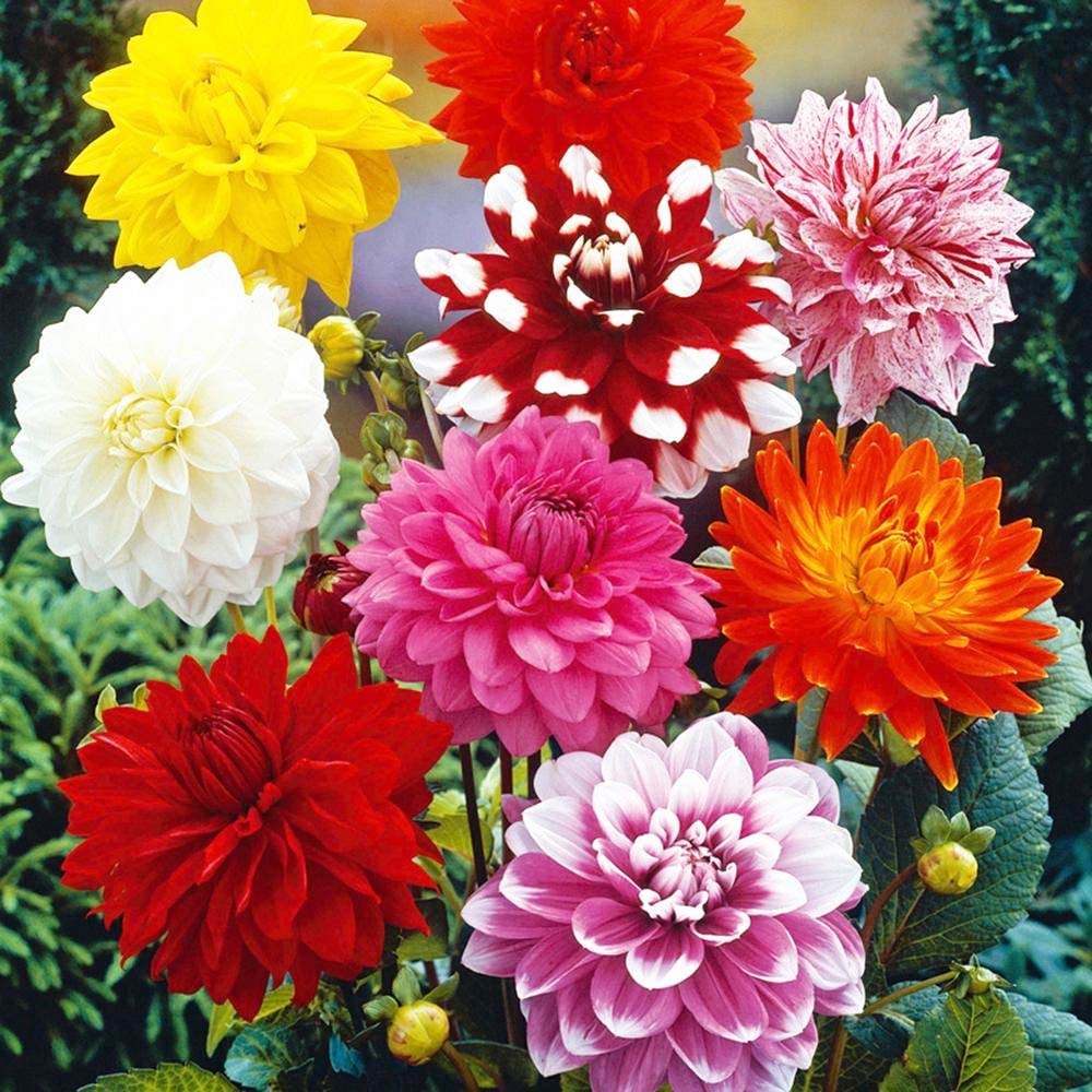 2 x Dahlia Pompon Mixed Bulbs- Colorful Mix Ideal for Pots Display, Tubs, Bedding & Rockeries- for A Beautiful Garden