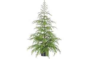 WBHome 3ft Tabletop Artificial Norfolk Pine Tree - 36" Faux Tree Potted Green for Front Porch Christmas Indoor Outdoor Decor