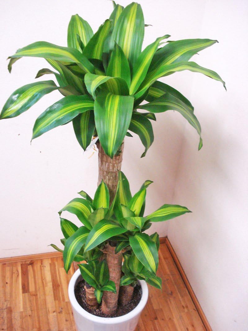 Amazon 花言葉は幸福 人気の陶器鉢仕立てのドラセナ マッサンゲアナ 幸福の木 4本仕立て 1センチ前後 8号 観葉植物通販アジアンファーム 観葉植物 通販