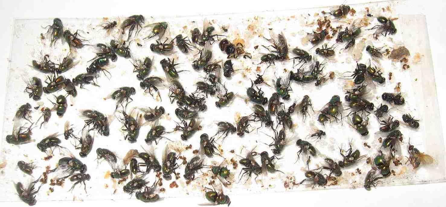 200 pk All Insect/Fly Traps/Sticky Strips/Glue Boards.(Twenty 10 pks) Trap Flies, Bees, Wasps, Asian Beetles, etc.