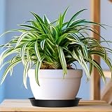 Kunjocy Pack of 5 Black Plant Pot Saucers 30 cm Round Tray Garden Indoor Outdoor view 4