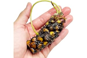 Mainam Yellow Nymphaea Helvola Live Aquarium Plant Hardy Water Lilies Tuber for Freshwater Fish Pond Balcony