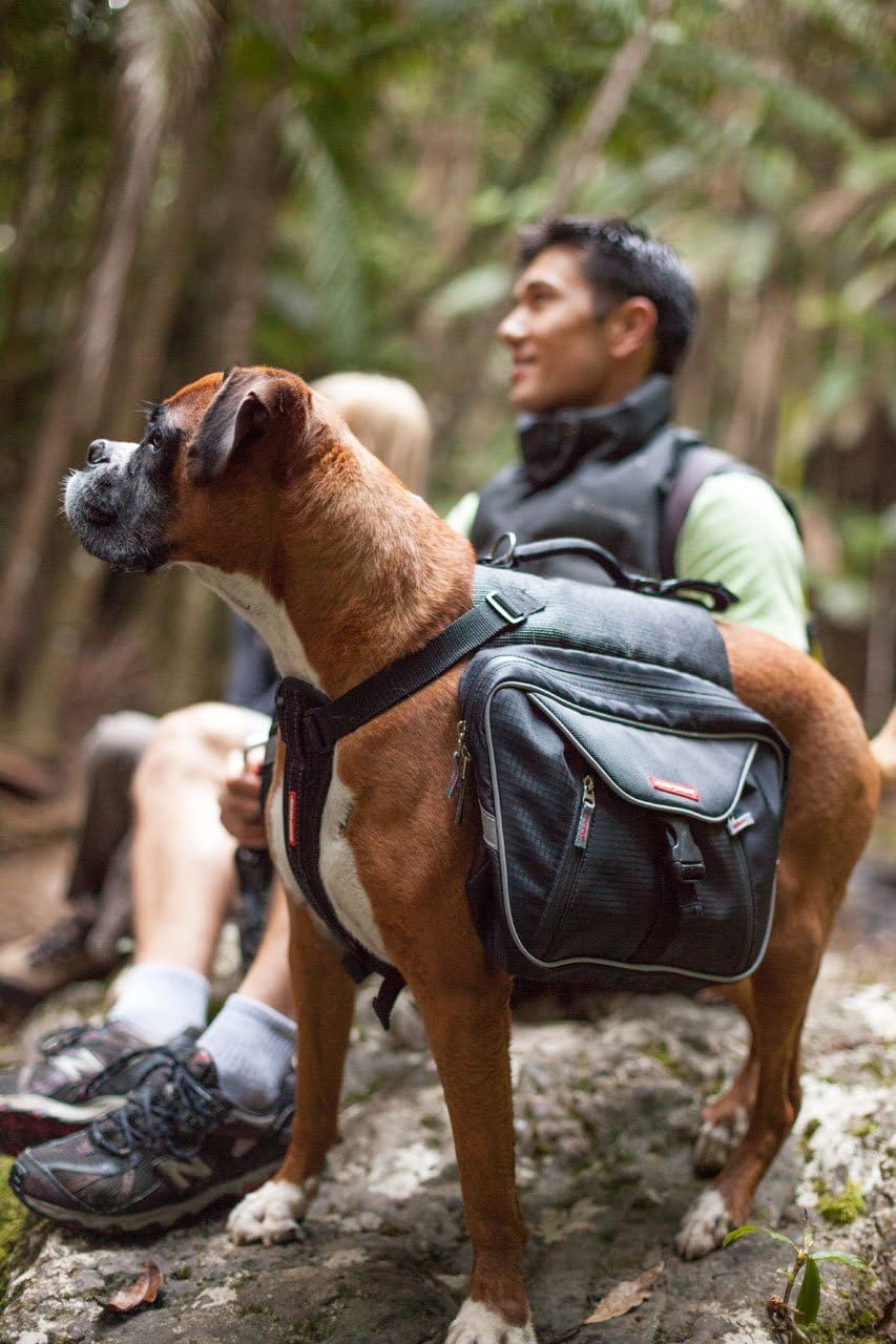 ezydog summit backpack