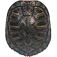 4-5" Red Ear Turtle Shell (227GS-0405)