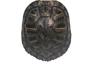 CHICHESTER INC 4-5" Red Ear Turtle Shell (227GS-0405) 10UB