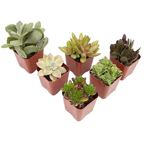 Succulents Plants Live (6PK) Potted Succulent Plants Live House Plants,  Cactus Plants Live Plants Indoor Plants Live Houseplants, Indoor Plant  Succulents Live Plant House Plant by Plants for Pets in Saudi Arabia |