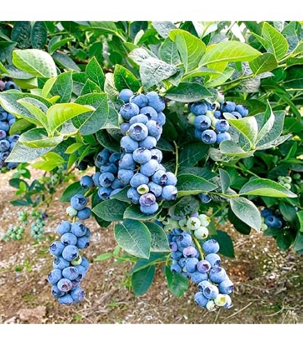 Amazon.com : Blueberry Seeds for Planting 200 Pcs : Patio, Lawn & Garden