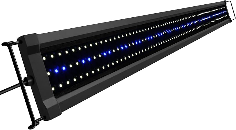 extra large american bulldog