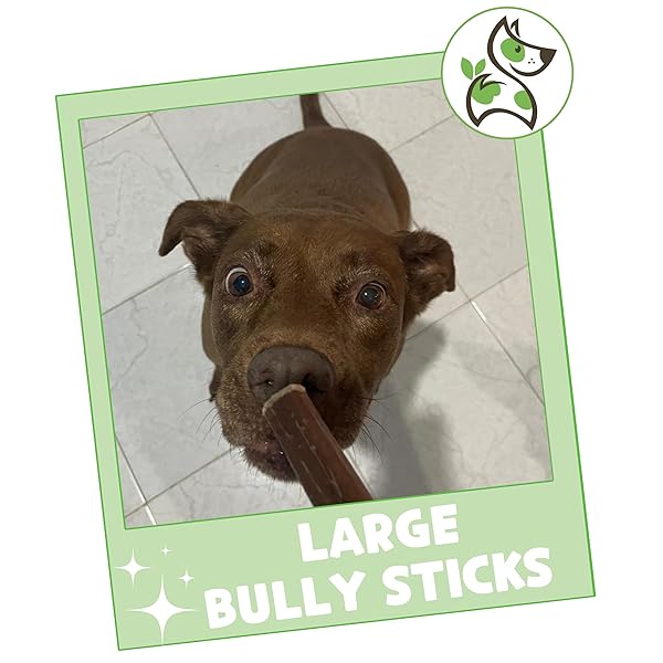 NATURE GNAWS LARGE BULLY STICKS FOR DOGS 11-12″ (5 COUNT) – THICK LONG LASTING FOR AGGRESSIVE CHEWERS AND LARGE DOGS – NATURAL BEEF DOG CHEW BONES