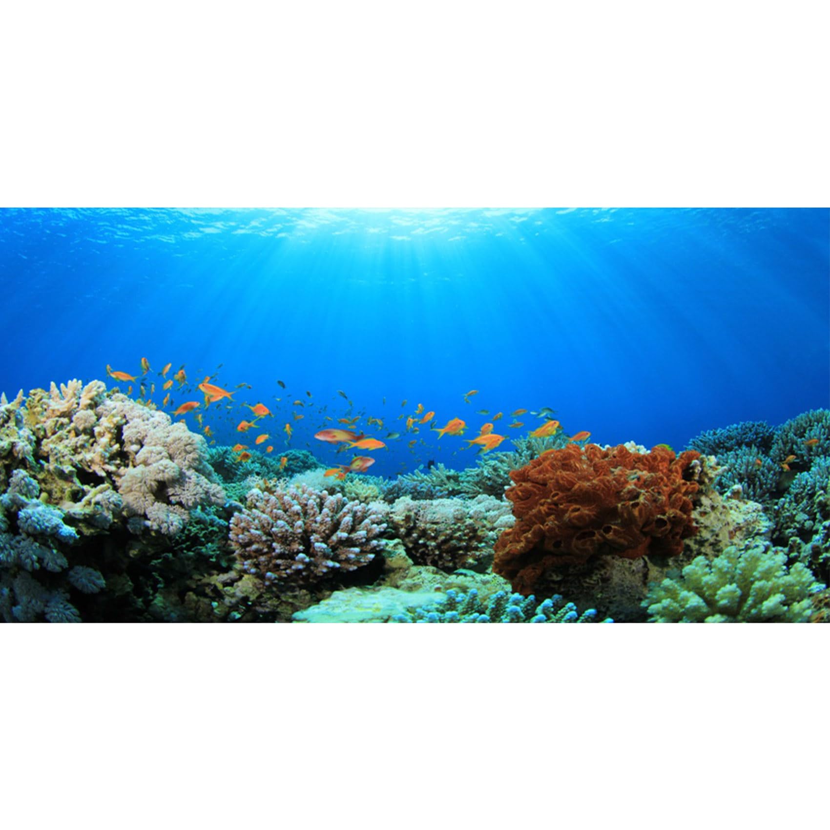 MIRRORANG 61x41cm Undersea Terrarium Background Underwater Blue Ocean Sunlight Colorful Coral Tropical Fish Background Fish Tank Aquarium Background
