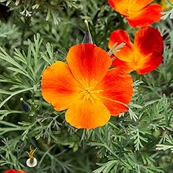 Eden Brothers California Poppy Seeds - Mikado