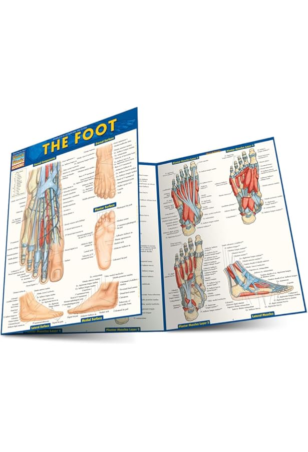 Sarrafian's Anatomy of the Foot and Ankle: Descriptive