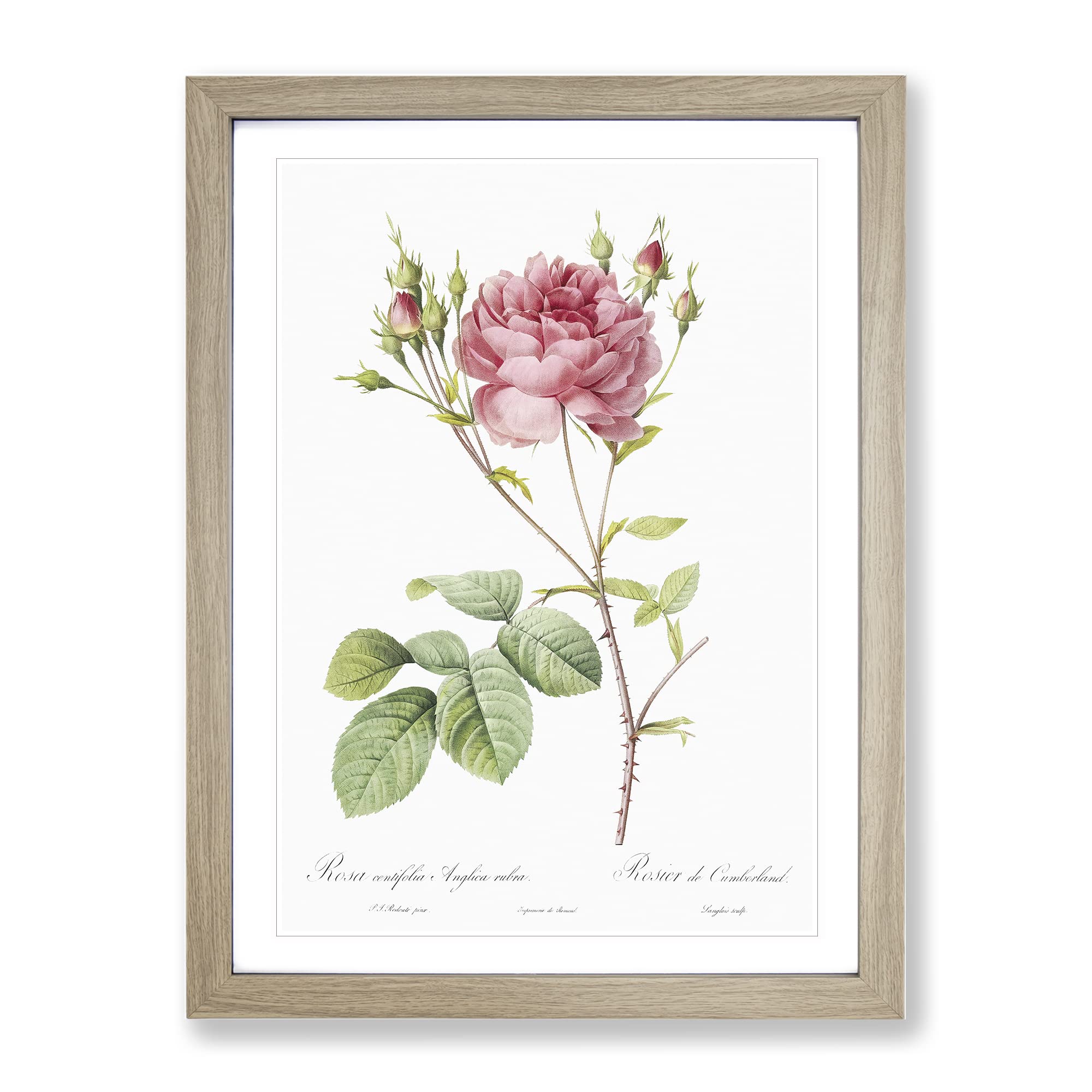 Cumberland Rose In Pink By Pierre Joseph Redoute Vintage Framed Wall Art Print, Ready to Hang Picture for Living Room Bedroom Home Office Décor, Oak A3 (34 x 46 cm)