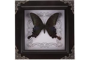 TOYANDONA Real Framed Butterfly Taxidermys Butterfly, Vintage Butterfly Specimen Display with Wooden Frame Shadow Box