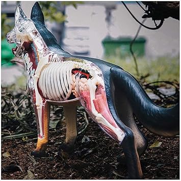 Amazon Co Jp 教育モデルの犬の骨格の解剖学的モデル 取り外し可能な臓器の身体部分を備えた4dビジョンの犬のモデル 犬の解剖学的モデル 医学教育用のトレーニング支援 パズルの組み立ておもちゃ スポーツ アウトドア