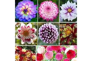 S-pone 100+ Rare Mix Dahlia Pompon Flower Seeds Variabilis Beautiful Annual Outdoor