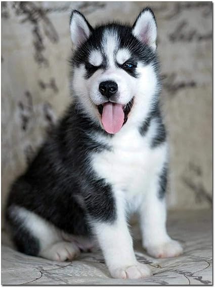 Amazon 楽しくリラックスできる クロスステッチダイヤモンド塗装ハスキー犬5d Diy手作り刺繍キットフルスクエアラウンドドリル動物子犬かわいい ペット赤ちゃん 正方形40x50cm Blue Shore ホーム キッチン