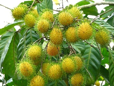 M-Tech Gardens Rare Yellow Rambutan Hybrid Exotic Fruit Seedling Live Plant