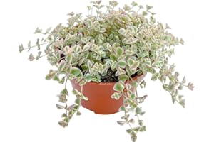 Fleshy Flora Live Succulent Plants Sedum Little Missy Variegated, Easy Care Potted Succulents, Approx 4" D x 4" H, Indoor Houseplant, Unique Gifts, Home Office Décor