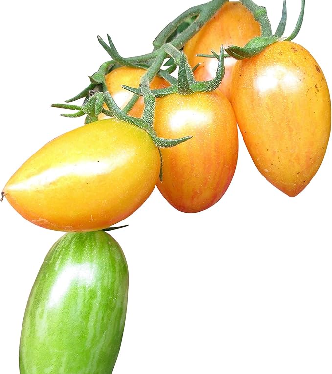 Artisan Blush Tiger Tomate 10 Samen Amazon.de Garten