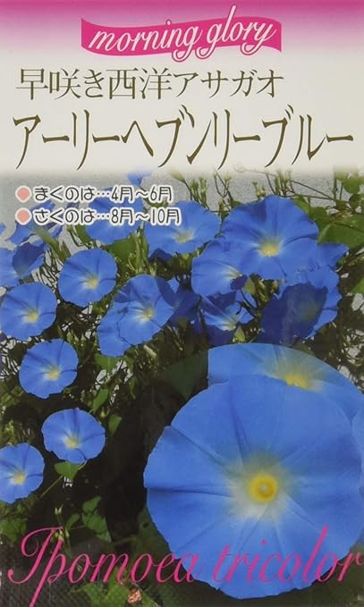 Amazon フクカエン 早咲き西洋アサガオ アーリーヘブンリーブルー 花 1ml 花