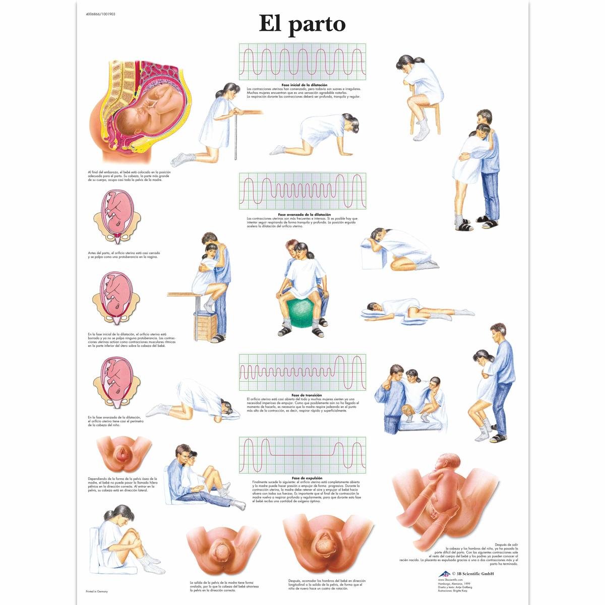 3B Scientific Printed in Paper, Childbirth, 1
