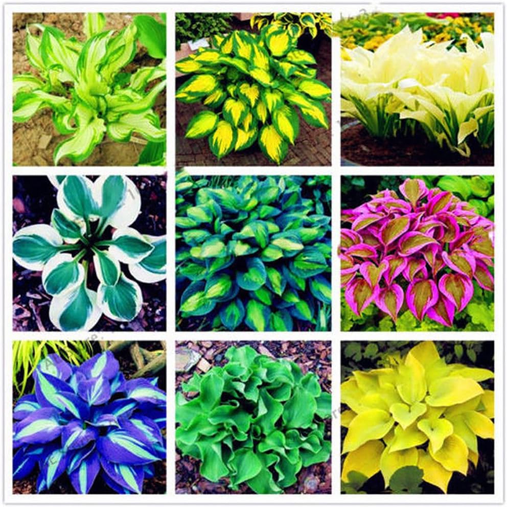 Blisscomdep 100Pcs Hosta Plantaginea Seeds Fragrant Flower Perennials Plantain Flower Fire Ice Shade Home Garden Decor Ground Cover