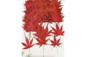 UOKWIWI 12 pcs Red Maple Leaf Real Natural Dried Pressed Flowers for Resin Scrapbooking DIY Candle Decoration Jewelry Crafts