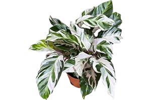 GENERIC PLANTVERS Calathea Stella in a 6" Grow Pot – Calathea White Fusion – Low Light White Fusion Plant - Easy Care Tropical Houseplant - Variegated Indoor Plant