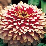 Outsidepride 15 Seeds Annual Zinnia Elegans Swizzle