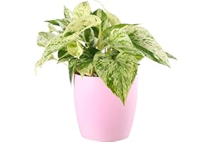 Thorsen's Greenhouse Marble Queen Pothos, Live Indoor Plant, Easy to Grow, Rare Variegated Houseplant, Natural Air Purifier, 4-inch Diameter Pot (Blush)
