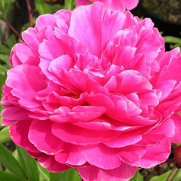 Gruner Garten Shop Edel Pfingstrose Paeonia Lactiflora Adolphe