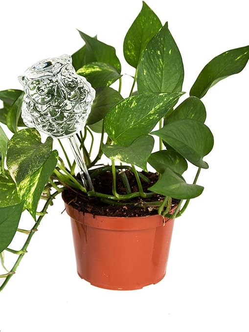 Amazon Com Lexi Home Indoor Outdoor Water Globes For Plants
