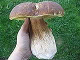 Spores Porcini Mushrooms King Boletus Seeds