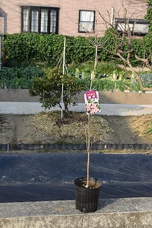 Amazon ヤマボウシ源平 源平ヤマボウシ苗 植木