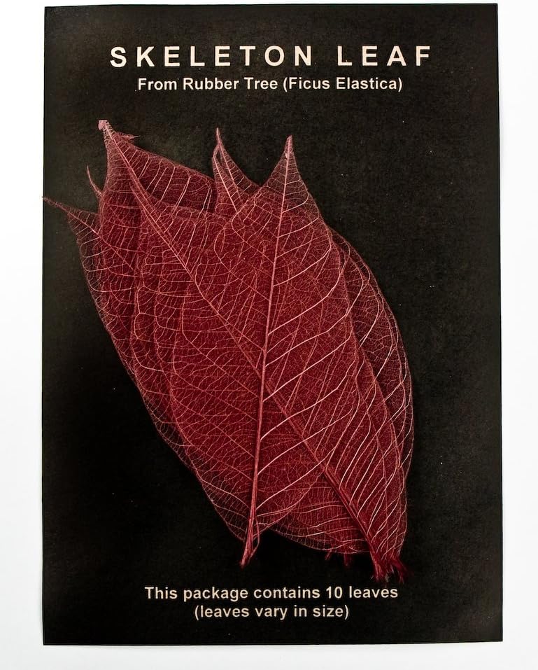 Skeleton Leaves- Pack of 10 Maroon Rubber Tree Leaves
