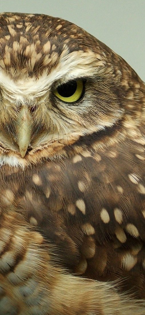 PeelitStickit Eagle, Animal Wall Murals ID-222, vinyl