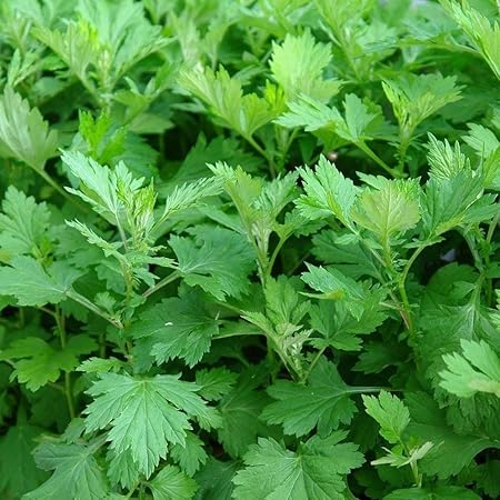 Amazon Com Mugwort Seeds Artemisia Vulgaris 100 Rare Amazon Com Mugwort Seeds Artemisia Vulgaris 100 Rare