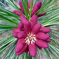 Aromatics International Ponderosa Pine Essential