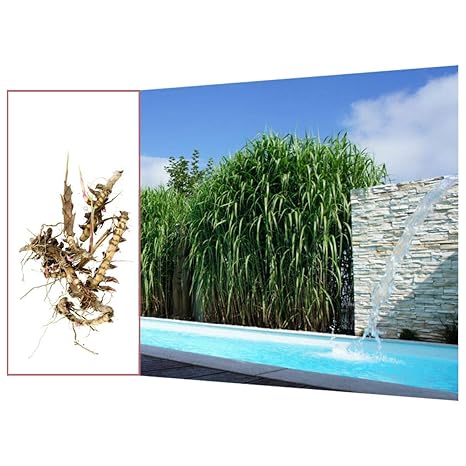 Jumbogras®-Wurzelstücke/Rhizome, Elefantengras (Miscanthus x giganteus) schnellwüchsig, kräftige Pflanzballen, direkt vom Ack
