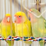 Mygeromon Bird Perch Cage Rope 31.5 Inch Parrot Parakeet Cockatiel Bungee Toy view 2