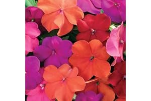 Outsidepride Impatiens Xtreme Tango Shade Garden Flower Plants for Pots, Hanging Baskets, Containers, Window Boxes - 100 Seeds