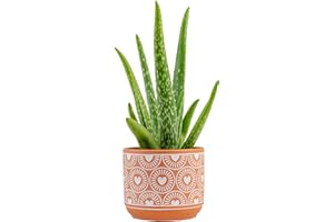 Costa Farms Aloe Vera Live Plant in Decorative Pot, Easy to Maintain, Air Purifying Succulent Indoor Houseplant, Home, Room, or Office Decor, House Warming or Birthday Gift, 12-18 Inches Tall